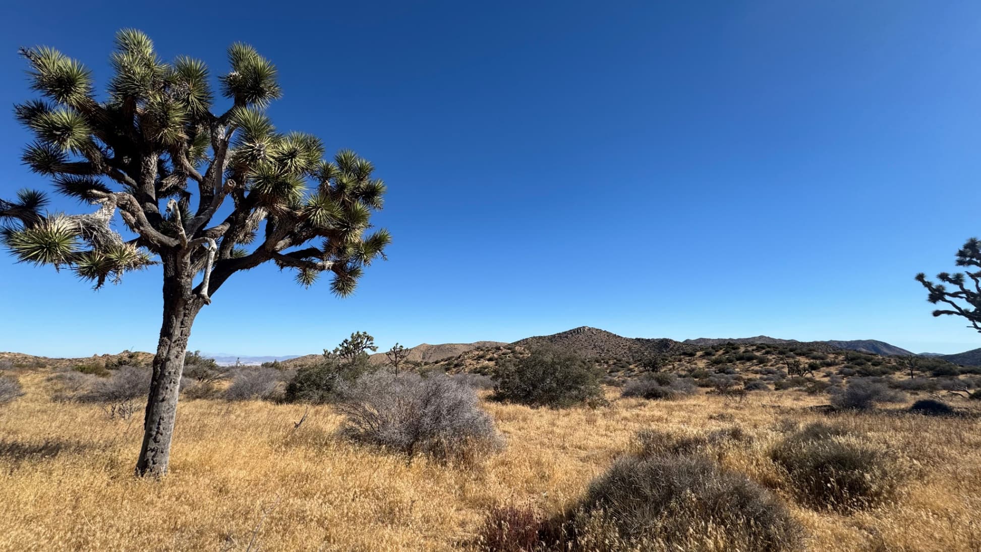 Joshua Tree CHRT